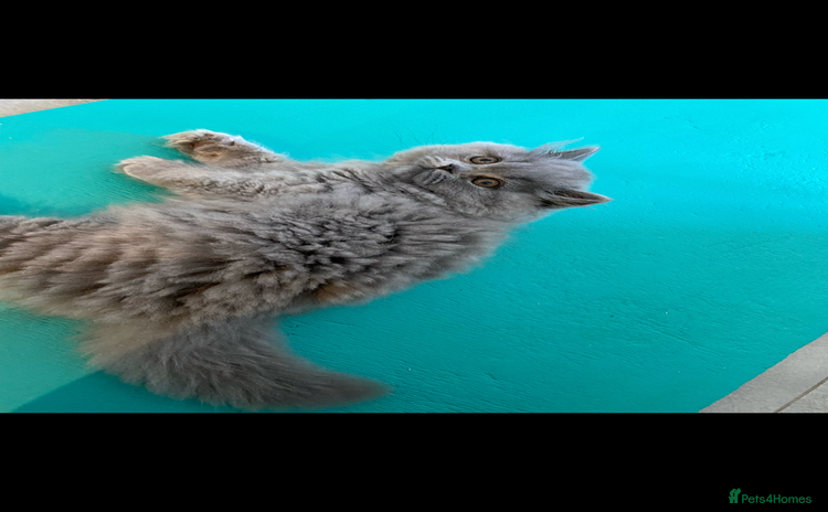 British Shorthair cats Gorgeous girl left! Collect her this weekend 💖 - Advert 2