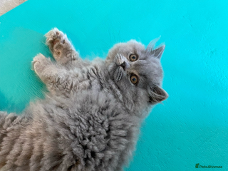 British Shorthair cats Gorgeous girl left! Collect her this weekend 💖 - Advert 6