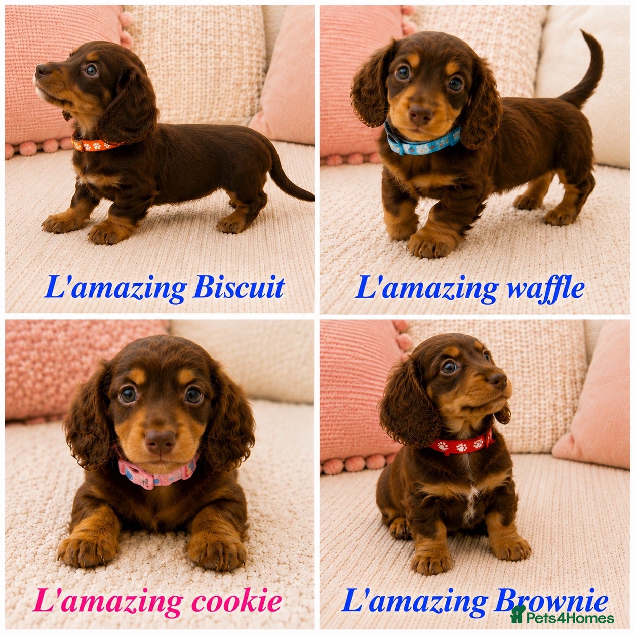 Miniature Dachshund dogs 5* licensed KC long haired miniature Dachshunds  - Advert 1