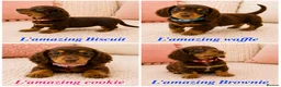 Miniature Dachshund dogs for sale: 5* licensed KC long haired miniature Dachshunds  - Advert 1