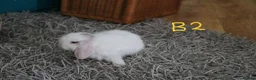 Mini Lop rabbits for sale: Mini Lop babies - Bucks - Advert 11
