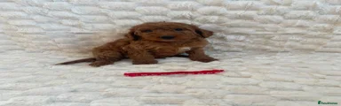 Mini Goldendoodle 8