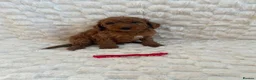 Mini Goldendoodle dogs for sale: Beautiful miniature Goldendoodles - Advert 7