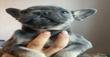 French Bulldog dogs - Advert 5