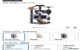 Domestic Shorthair cats for sale: 2 year old spayed female cat + accessories - Image 15