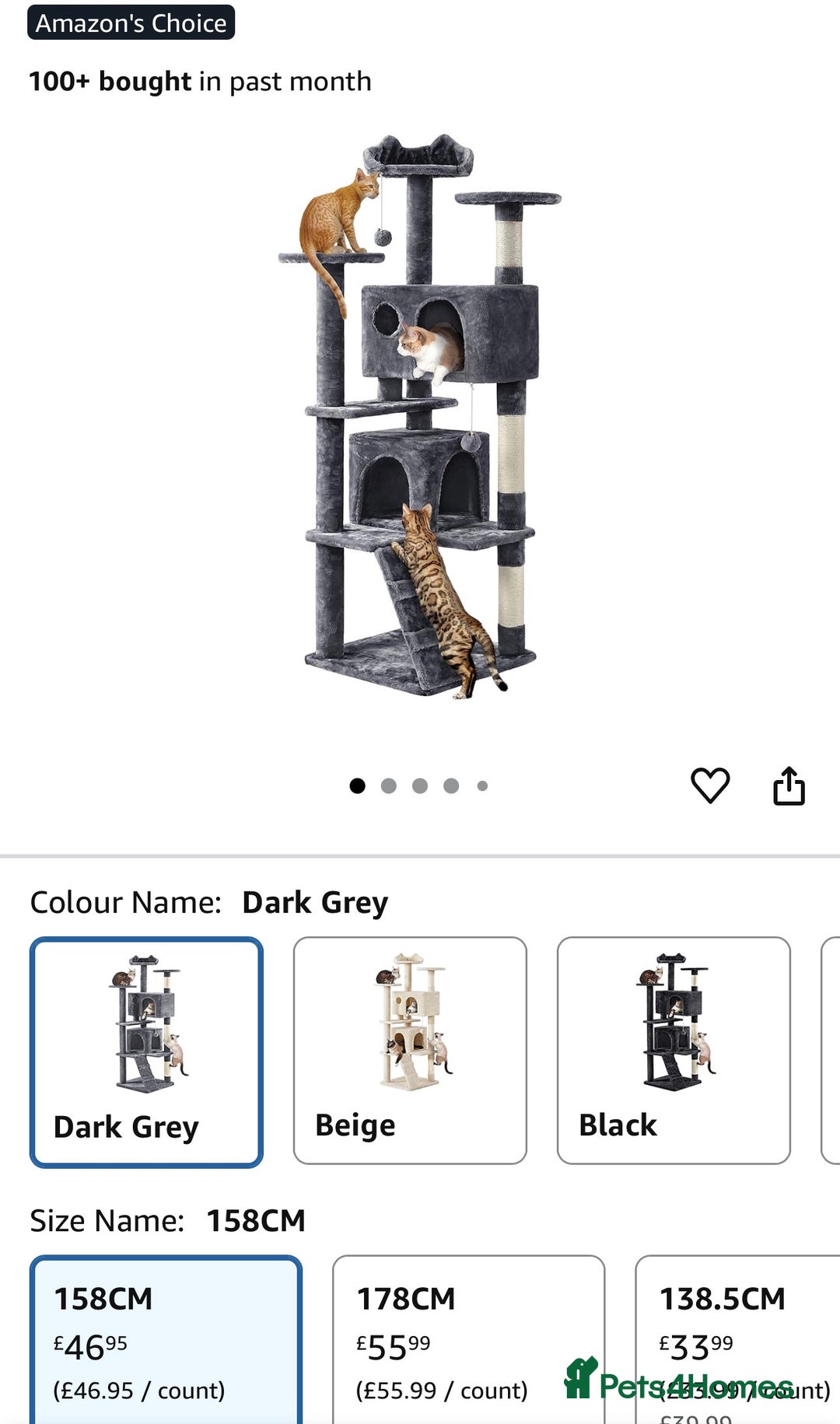Domestic Shorthair cats for sale: 2 year old spayed female cat + accessories - Image 15