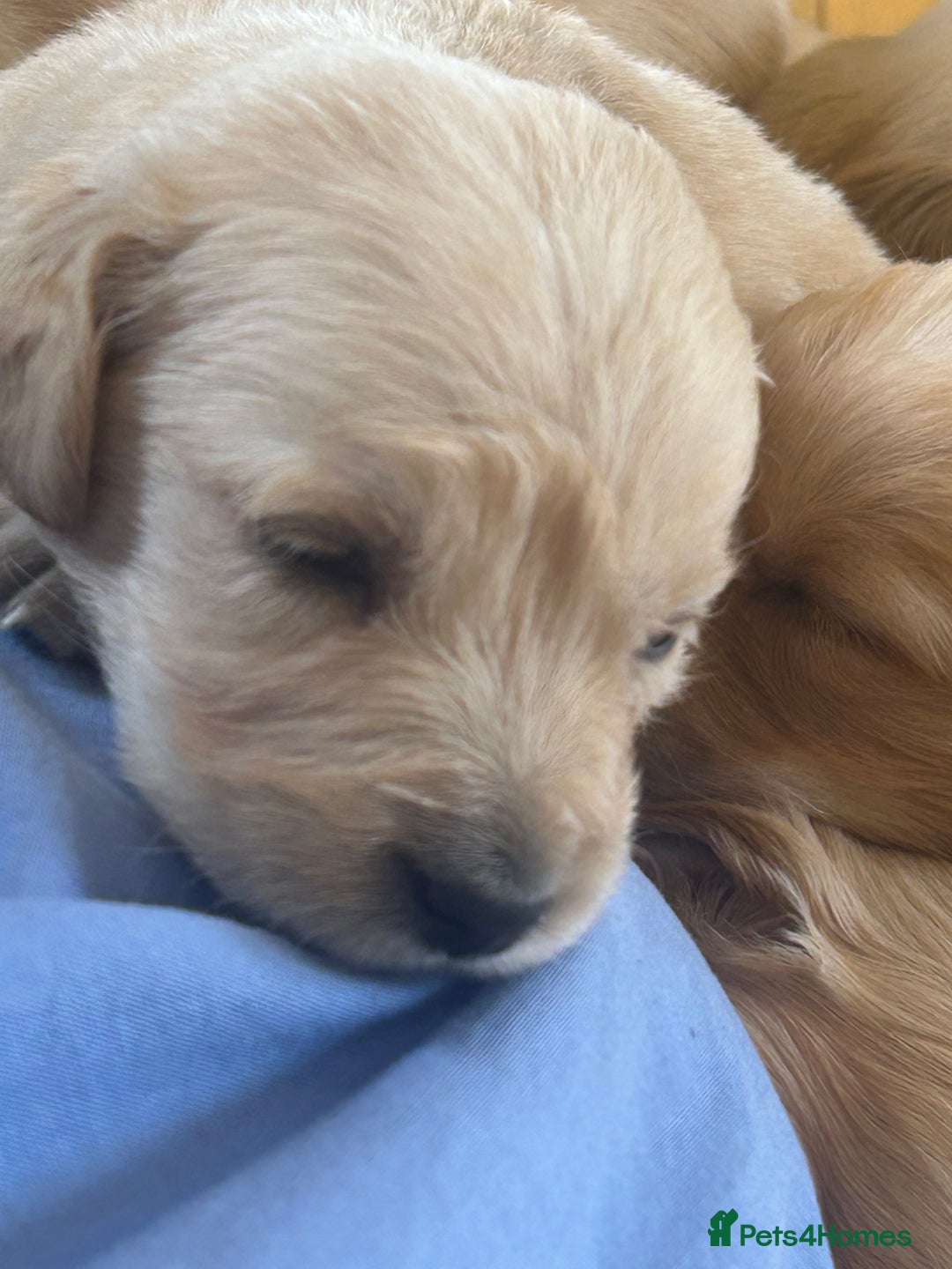 Golden Retriever dogs for sale: Golden retriever puppies for sale  - Image 32