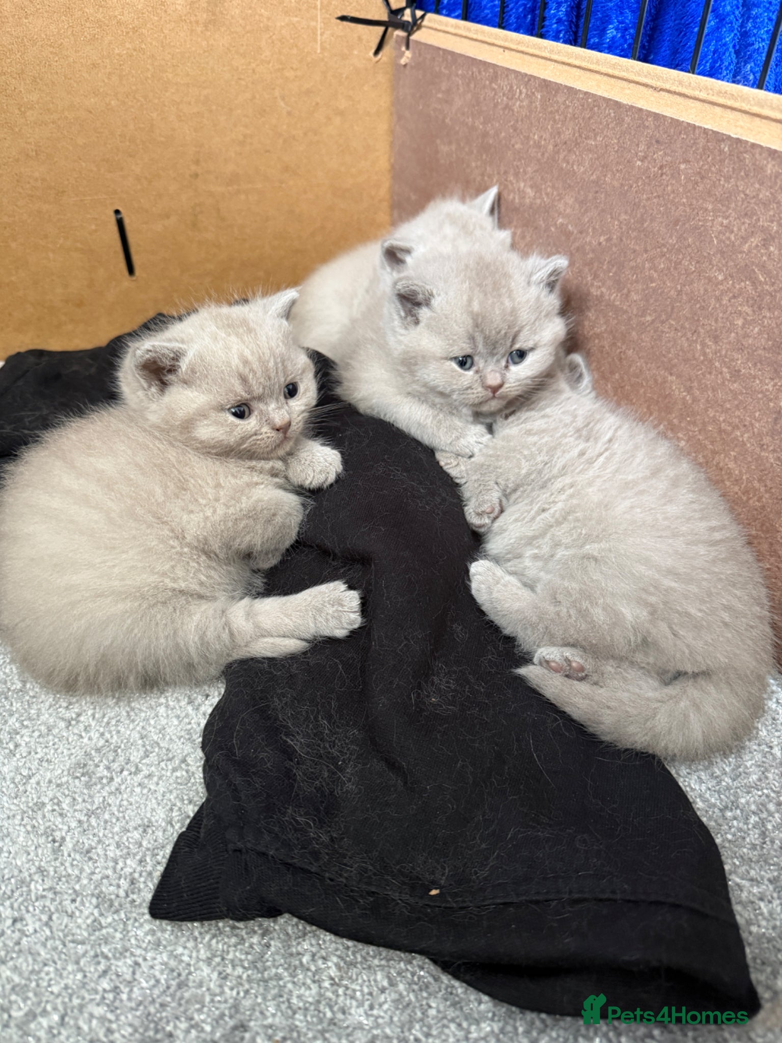 British Shorthair cats Lilac British shorthair GCCF and TICA registered - Advert 1