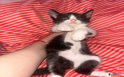 Mixed Breed cats for sale: 4 kittens needing a good home asap. - Image 5