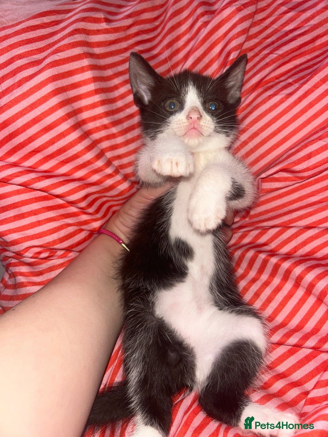Mixed Breed cats for sale: 4 kittens needing a good home asap. - Image 5