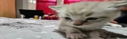 Mixed Breed cats for sale: 🐾 6 Beautiful Kittens Looking for Loving Homes - Advert 19