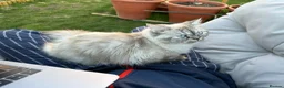 Ragdoll cats for sale: Blue Lynx Point long-haired Rogdoll - Advert 6