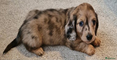 Miniature Dachshund dogs - Advert 5