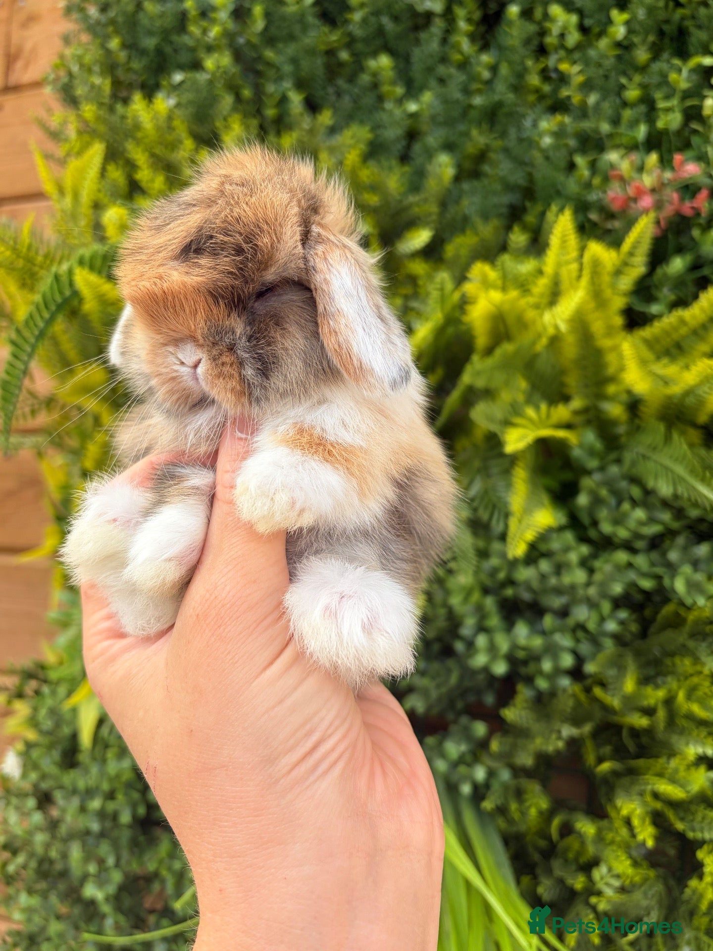 Mini Lop rabbits Mini Lops - Advert 1