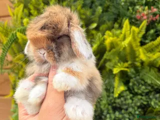 Mini Lop rabbits Mini Lops - Advert 1