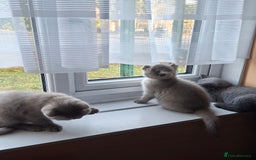 British Shorthair cats for sale: British Blue Short-hair 4 kittens for sale  - Image 39