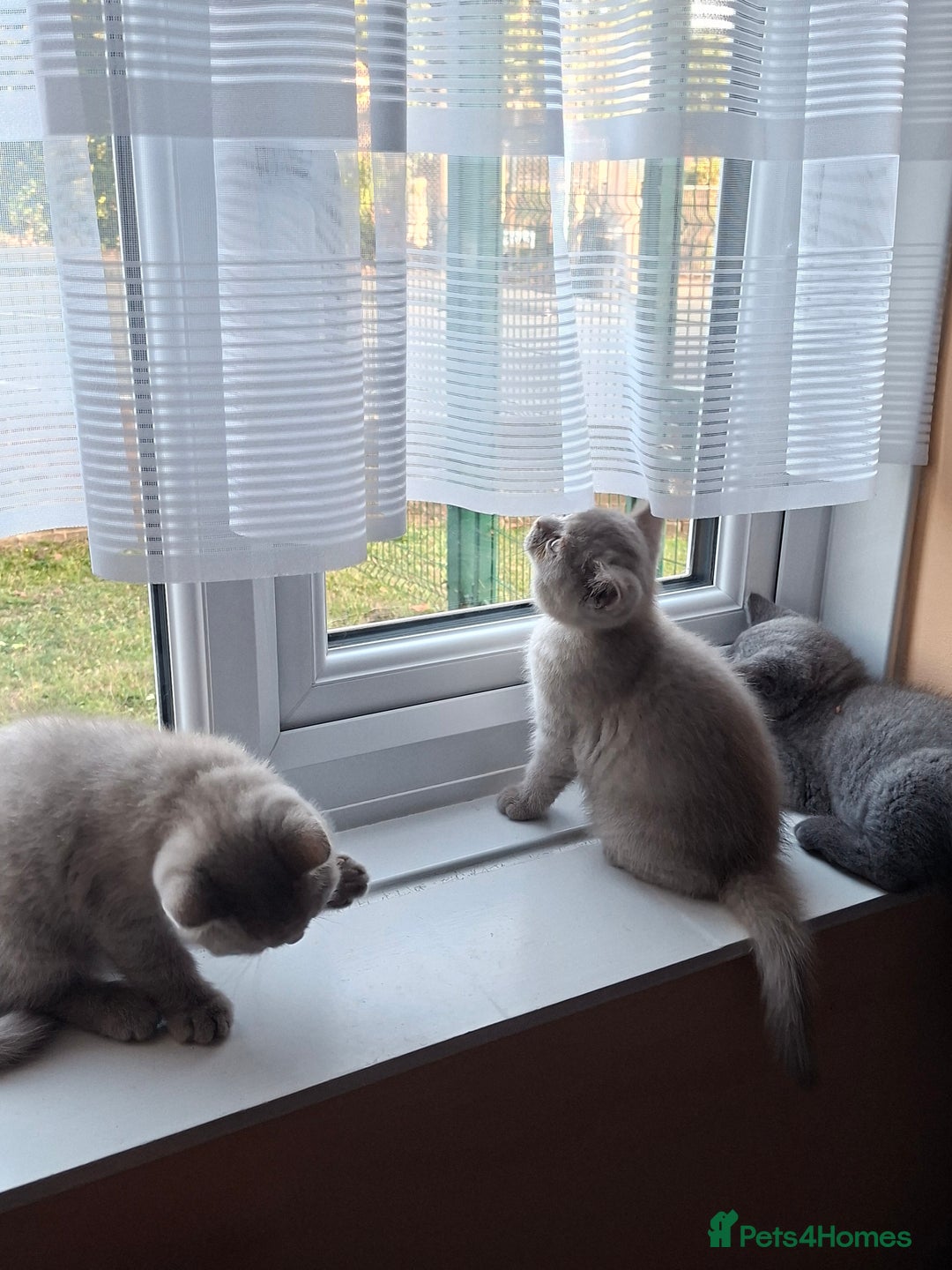 British Shorthair cats for sale: British Blue Short-hair 4 kittens for sale  - Image 39
