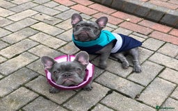 French Bulldog dogs for sale: Beautiful Lilac girls - Image 2