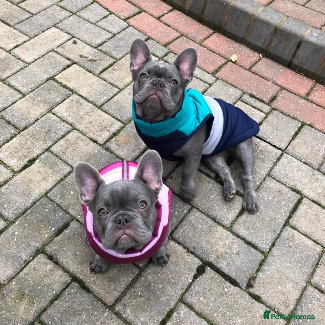 French Bulldog dogs for sale: Beautiful Lilac girls - Image 2