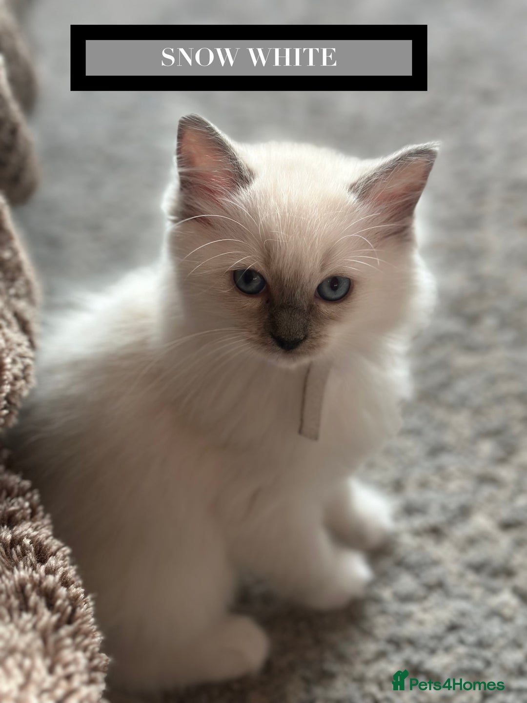 Ragdoll cats for sale: GORGREOUS 1/2 PEDIGREE RAGDOLL KITTENS 💗 - Image 4