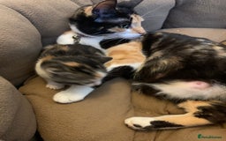 Domestic Shorthair cats for sale: 2 BEAUTIFUL MALE KITTENS AVAILABLE NOW😸 - Image 7