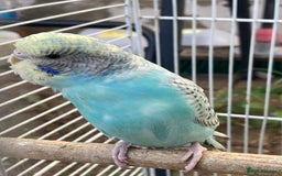 Budgerigars birds for sale: Young budgies for sale in Norbury - Image 2