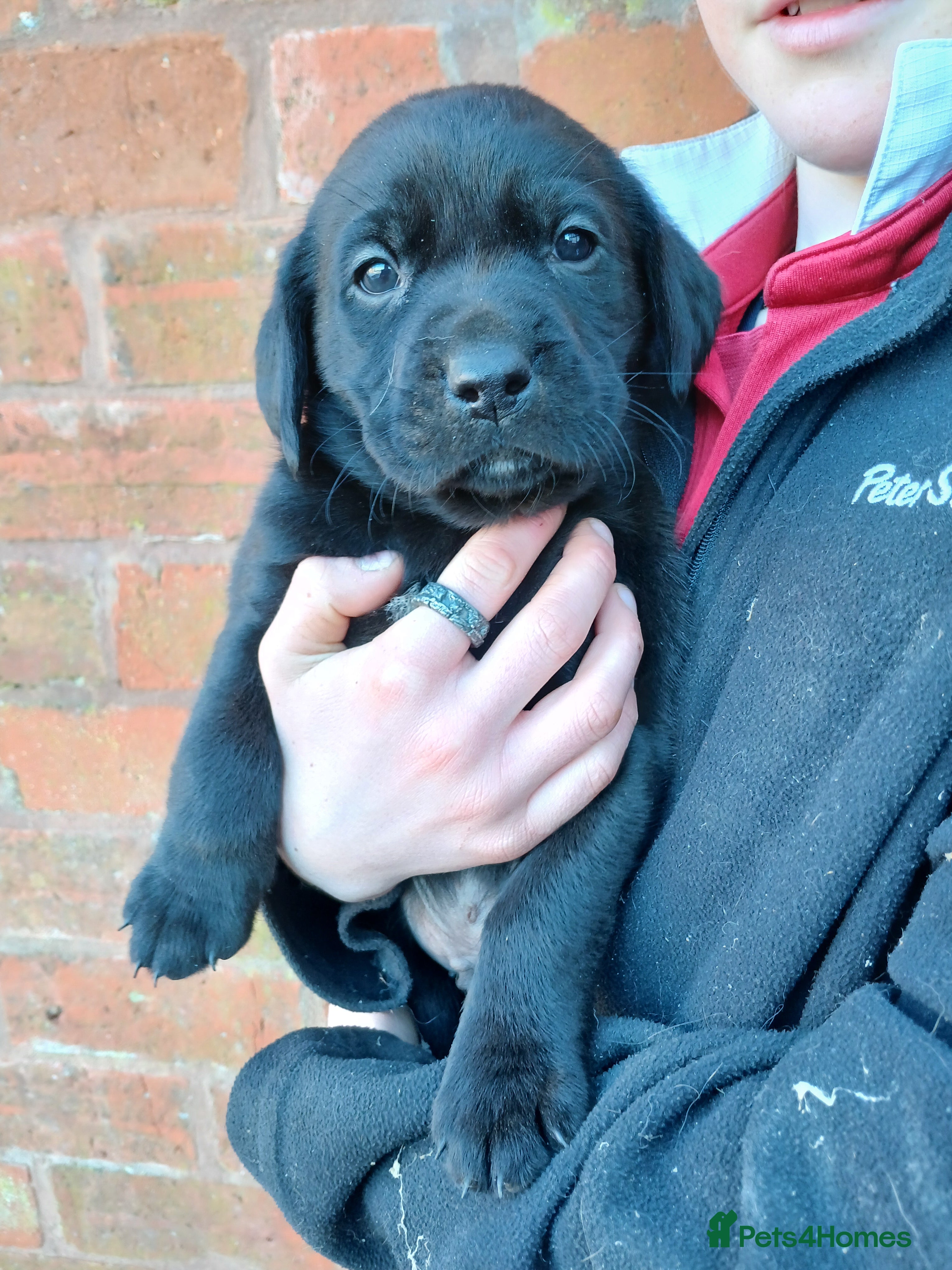 Labrador Retriever dogs Beautiful Labrador Puppies for sale - Advert 7