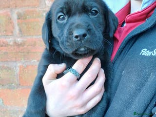 Labrador Retriever dogs Beautiful Labrador Puppies for sale - Advert 7
