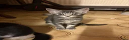 Mixed Breed cats for sale: Beautiful Kittens - Advert 10