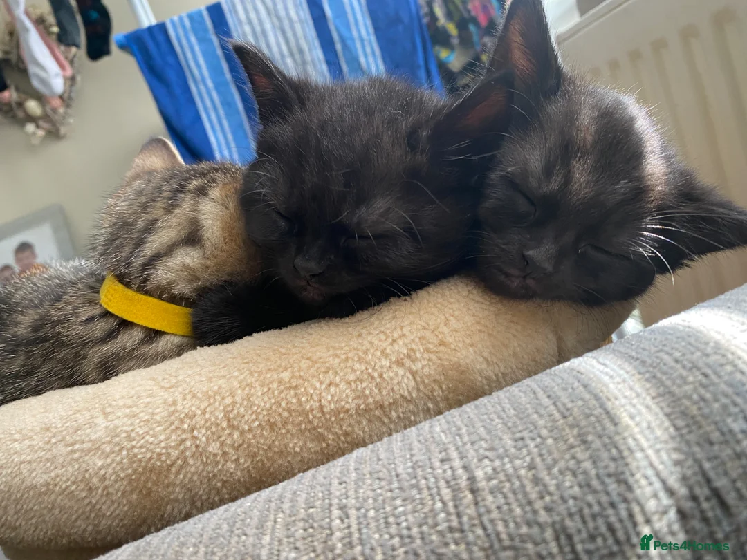 Mixed Breed cats for sale: Female litter of kittens  - Advert 17