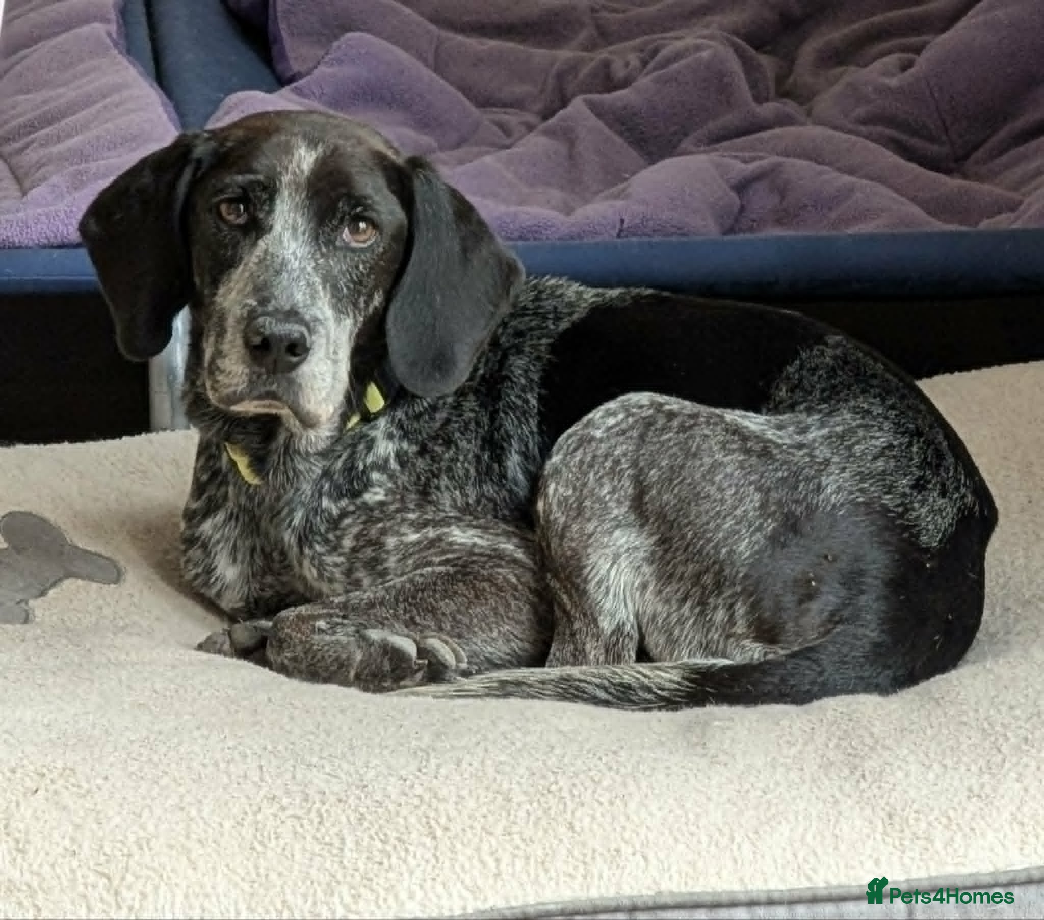 Pointer dogs for adoption: Sweet Marlie is looking for her golden basket in Crieff - Advert 1