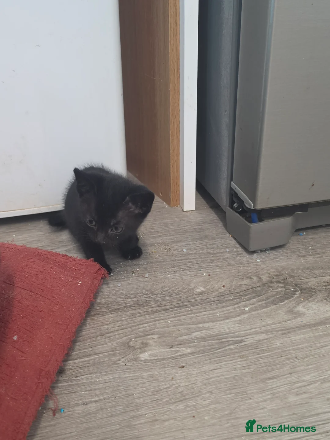 Mixed Breed cats for sale: Kittens ready Friday 17th April  - Advert 2