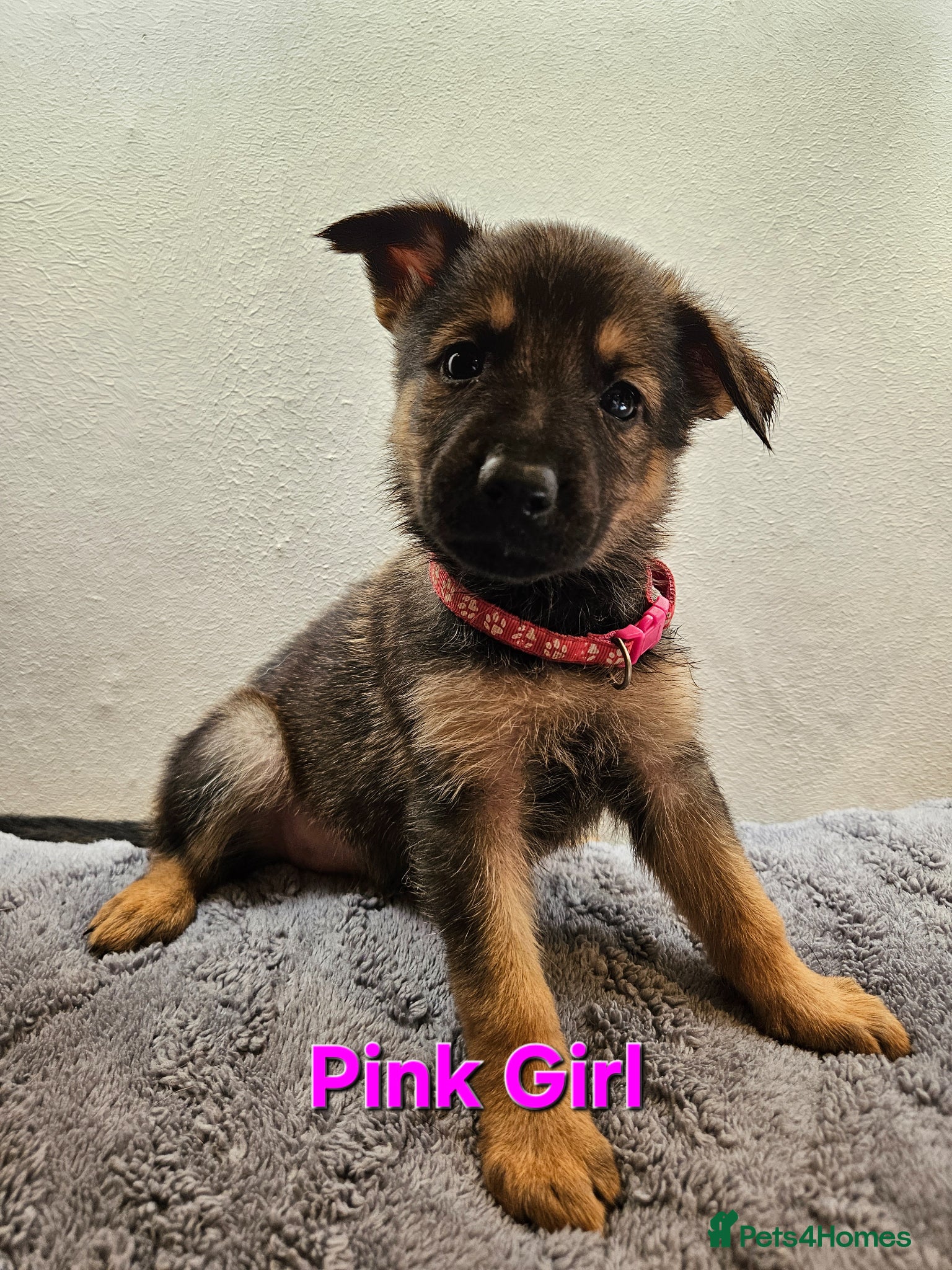 German Shepherd dogs German Shepherd Puppies - Advert 2