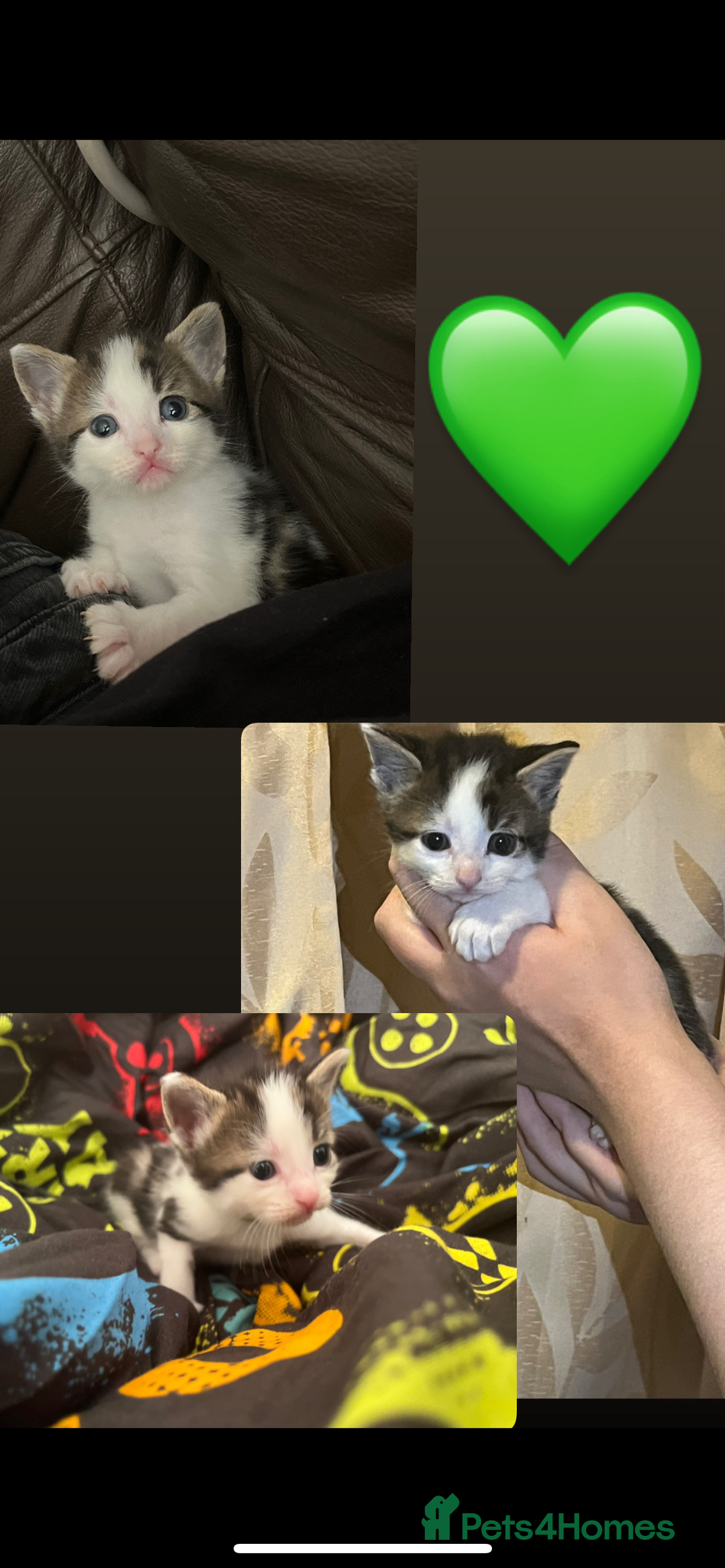 Mixed Breed cats for sale: Gorgeous kittens available  - Image 7