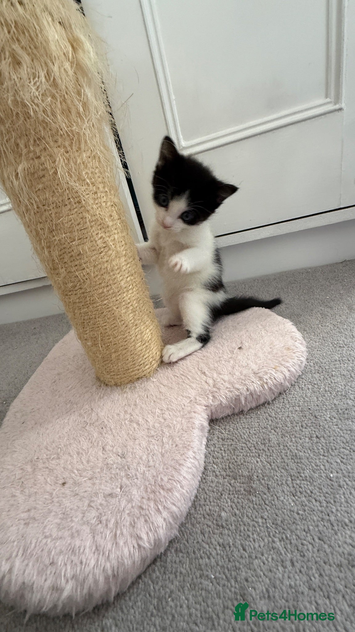 European cats  Two Kittens Looking for loving Home! 🏡❤️ - Advert 3