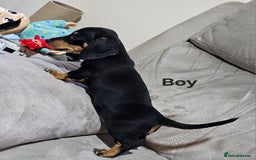 Miniature Dachshund dogs for sale: Ready boy or girl Black and tan smooth Dachshund's - Image 15