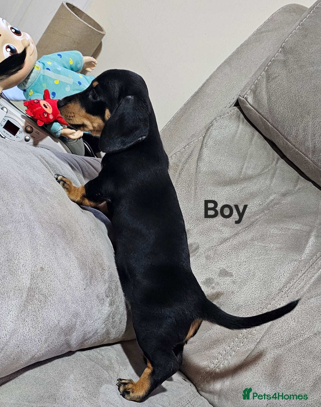 Miniature Dachshund dogs for sale: Ready boy or girl Black and tan smooth Dachshund's - Image 15