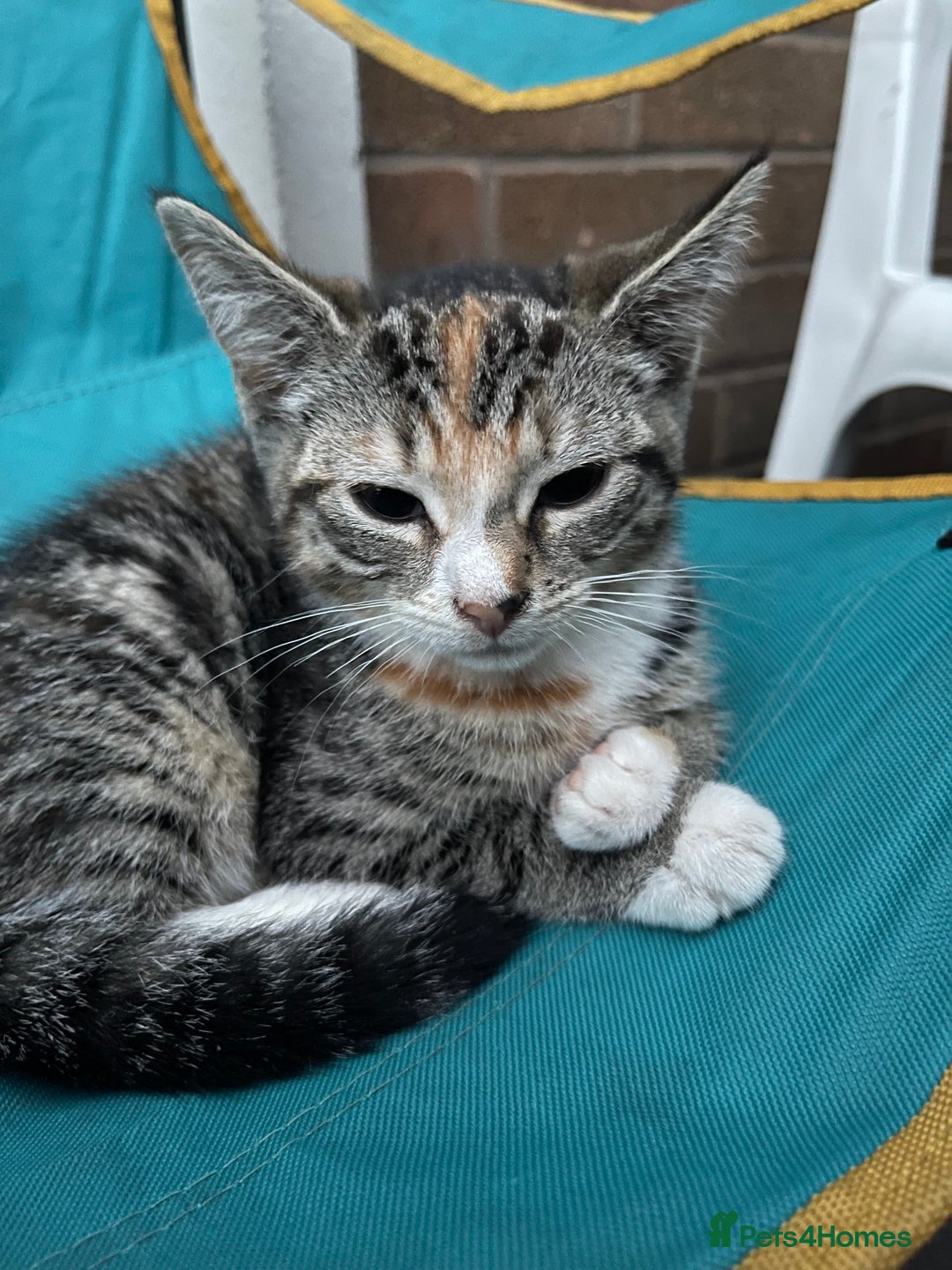 Mixed Breed cats for sale: FEMALE KITTEN - microchipped, flea&worm treated!  - Image 5