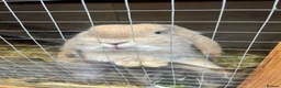 Mini Lop rabbits for sale: Mini Lop male and female £40 each.  - Advert 2
