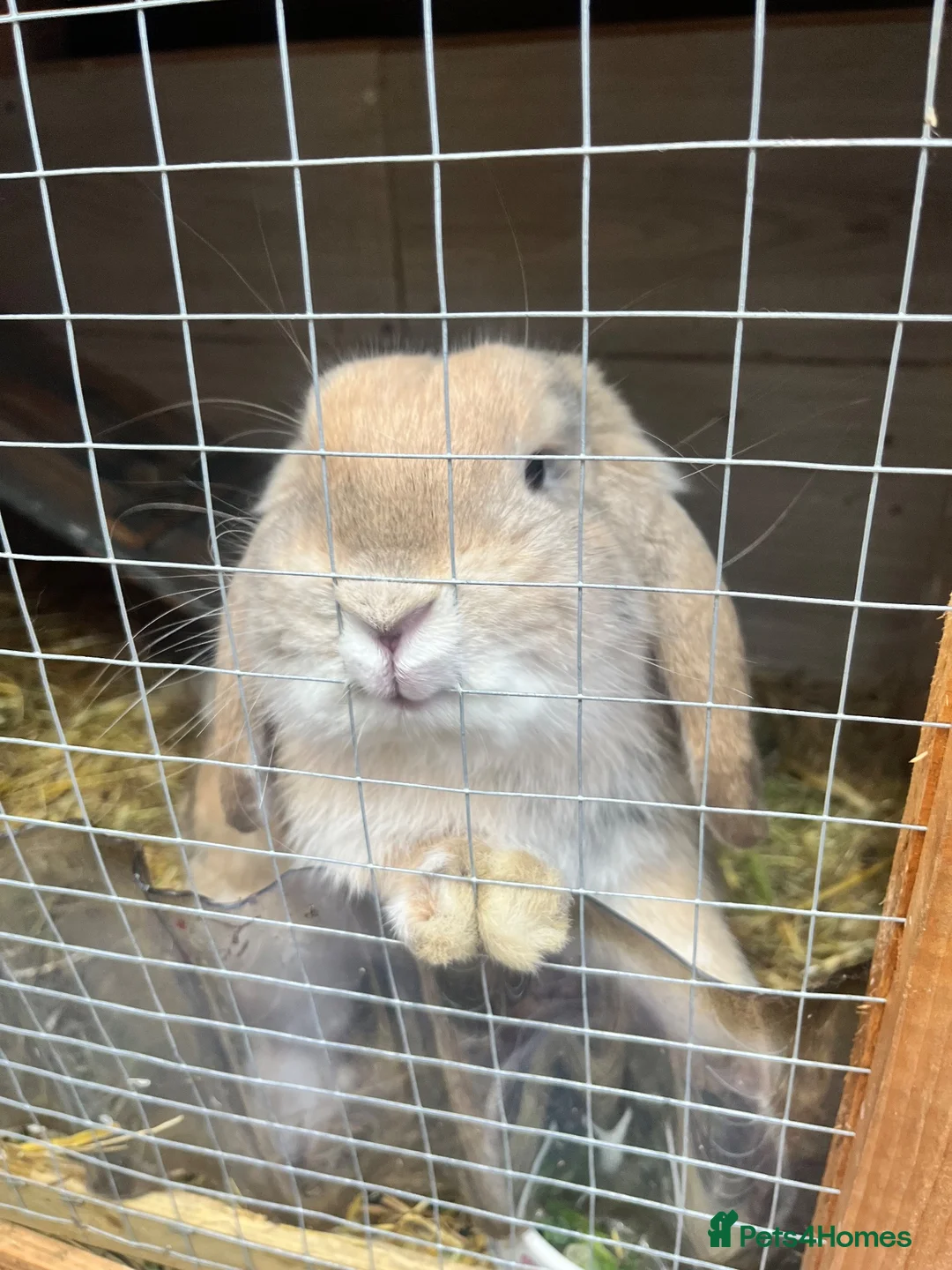 Mini Lop rabbits for sale: Mini Lop male and female £40 each.  - Advert 2