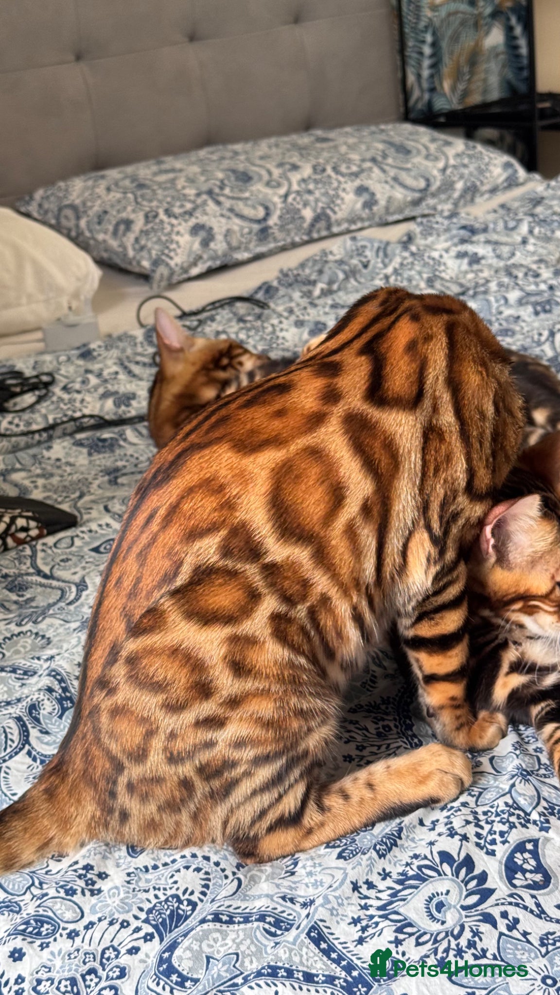 Bengal cats for sale: TICA Bengal cats adorable educated with kid NO UK  in London - Advert 3