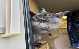 Maine Coon cats for sale: Maine coon  - Image 6