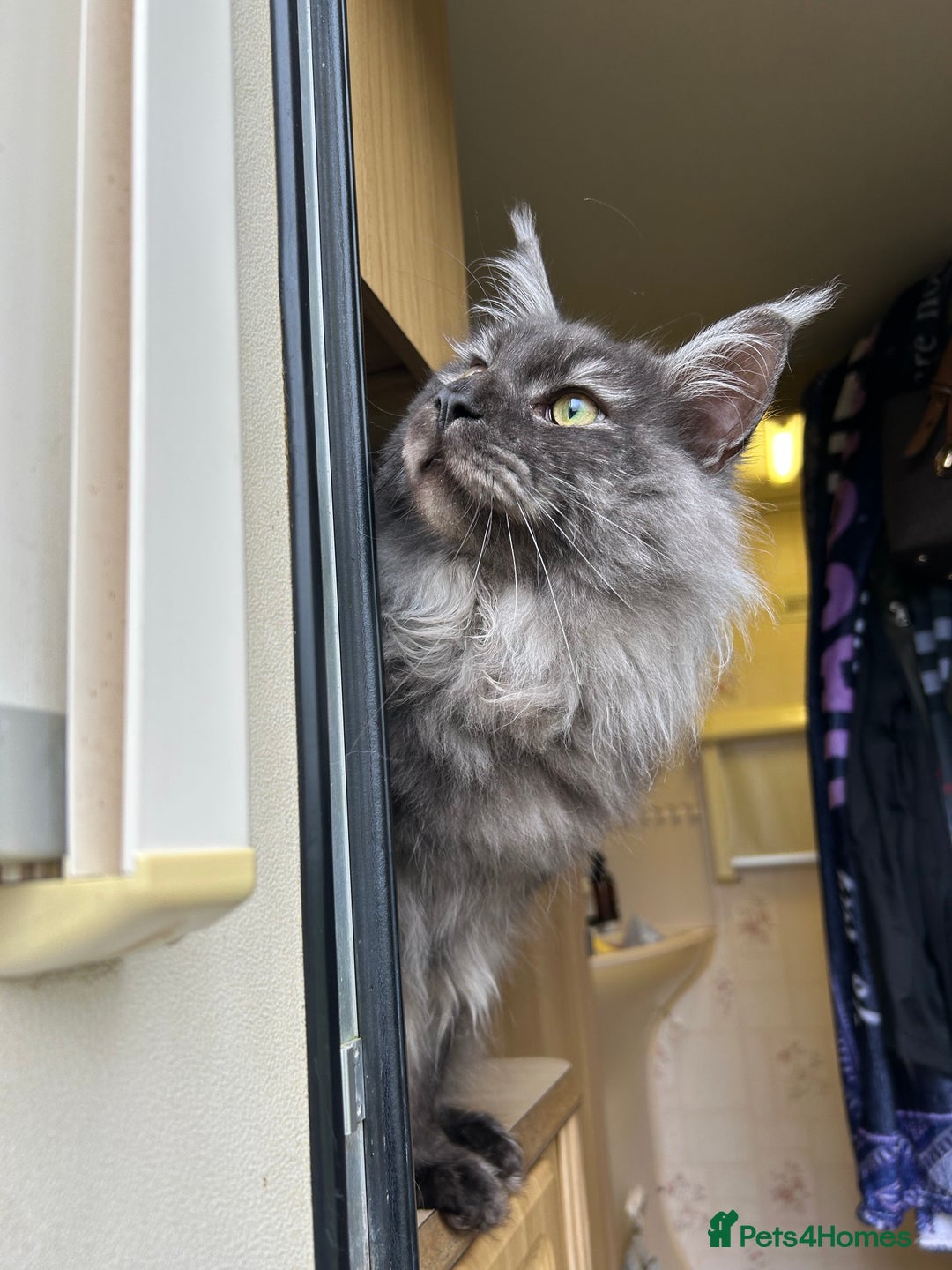 Maine Coon cats for sale: Maine coon  - Image 6