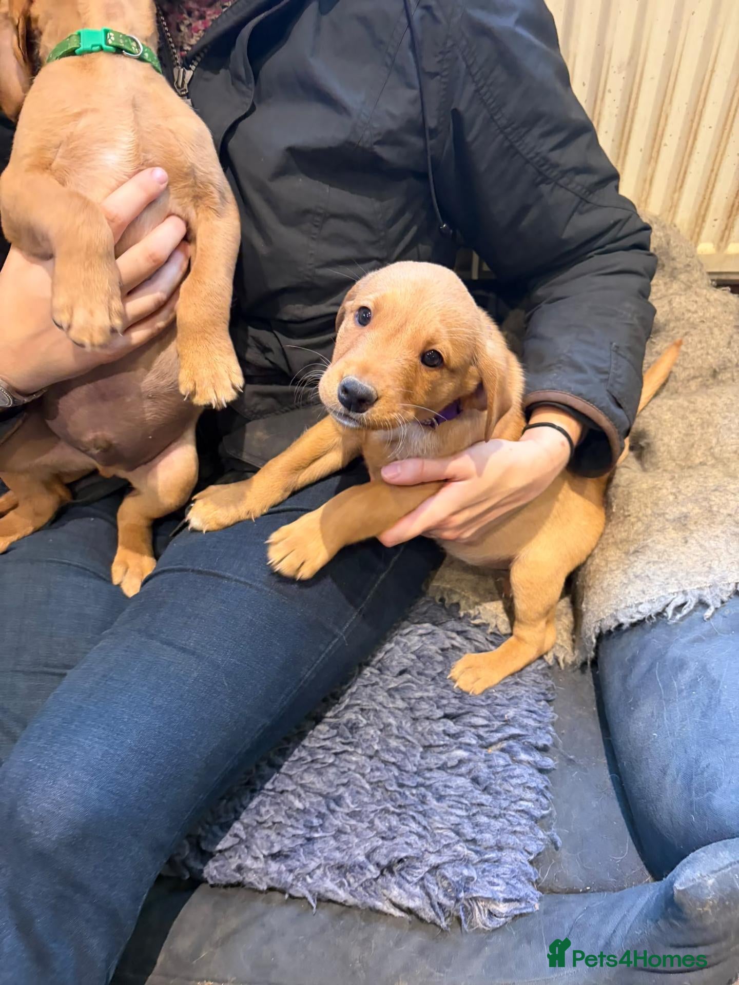 Labrador Retriever dogs for sale: 3 Beautiful Fox Red Labrador Boy Puppies for Sale - Advert 9
