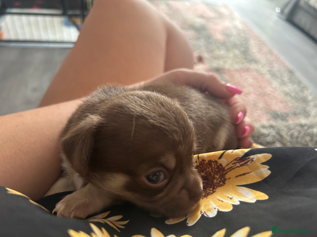 Chihuahua dogs for sale: Full pedigree Chihuahua puppies - Image 5