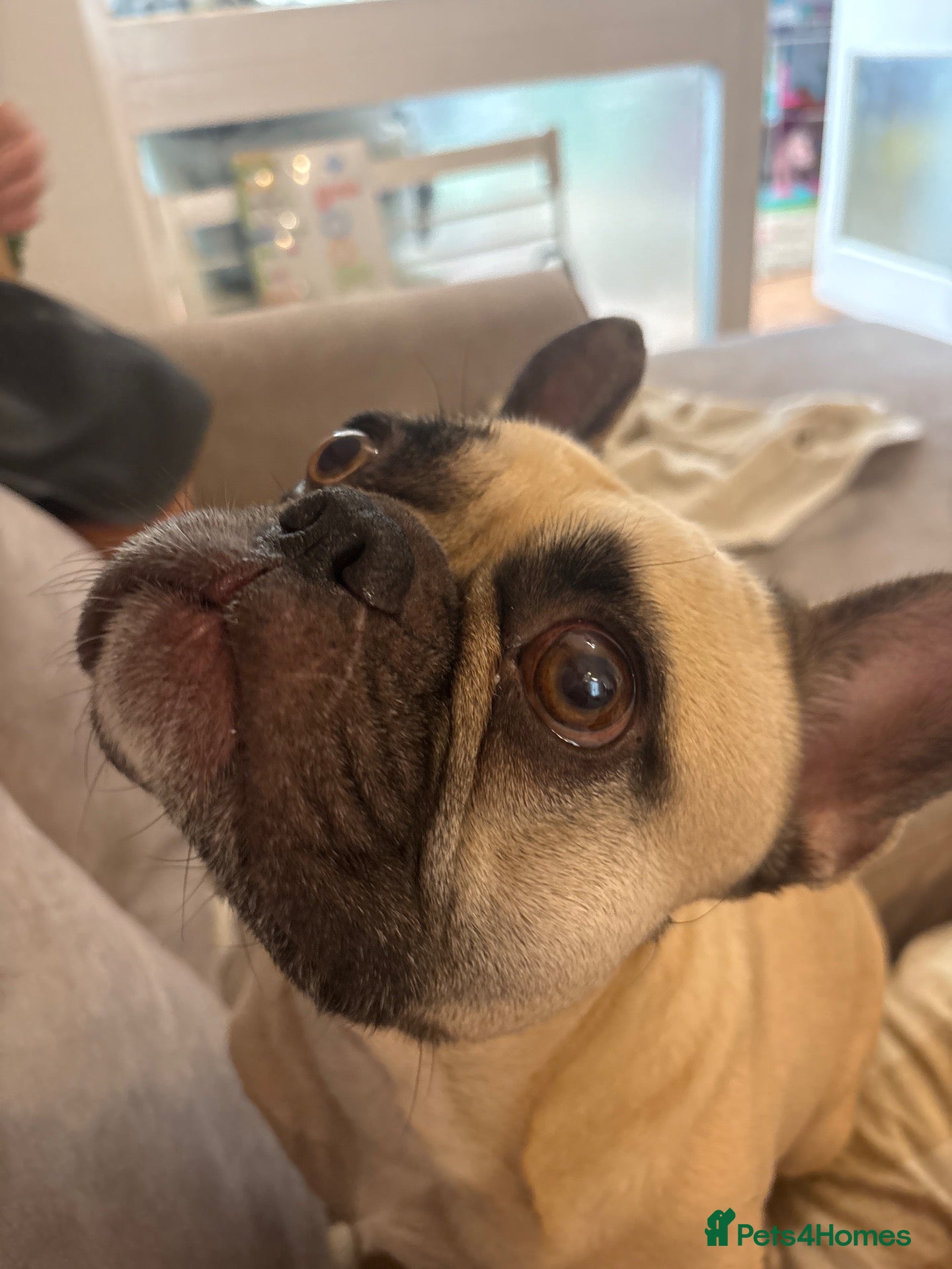 French Bulldog dogs 2 year old male French bulldog  - Advert 1