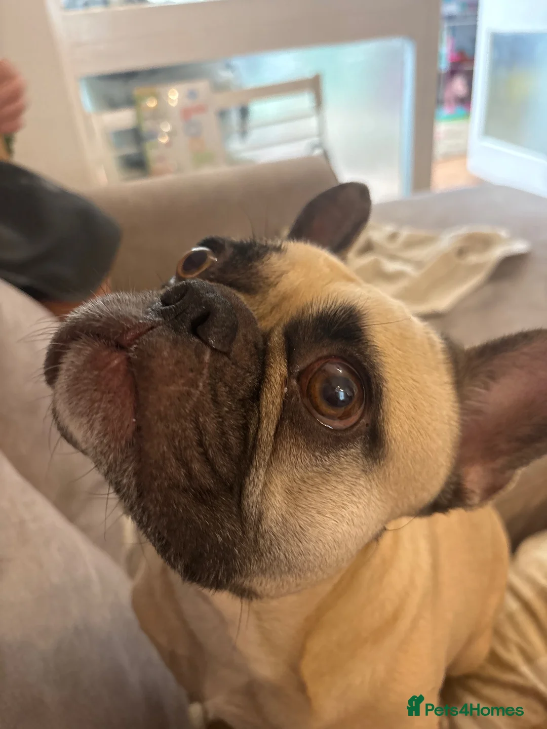 French Bulldog dogs for sale: 2 year old male French bulldog  - Advert 1