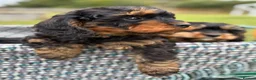 Cavapoo dogs for sale: Black and Tan Cavapoos - Advert 17