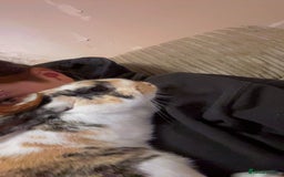 Mixed Breed rabbits for sale: Pair of rabbits for rehoming asap - Advert 2