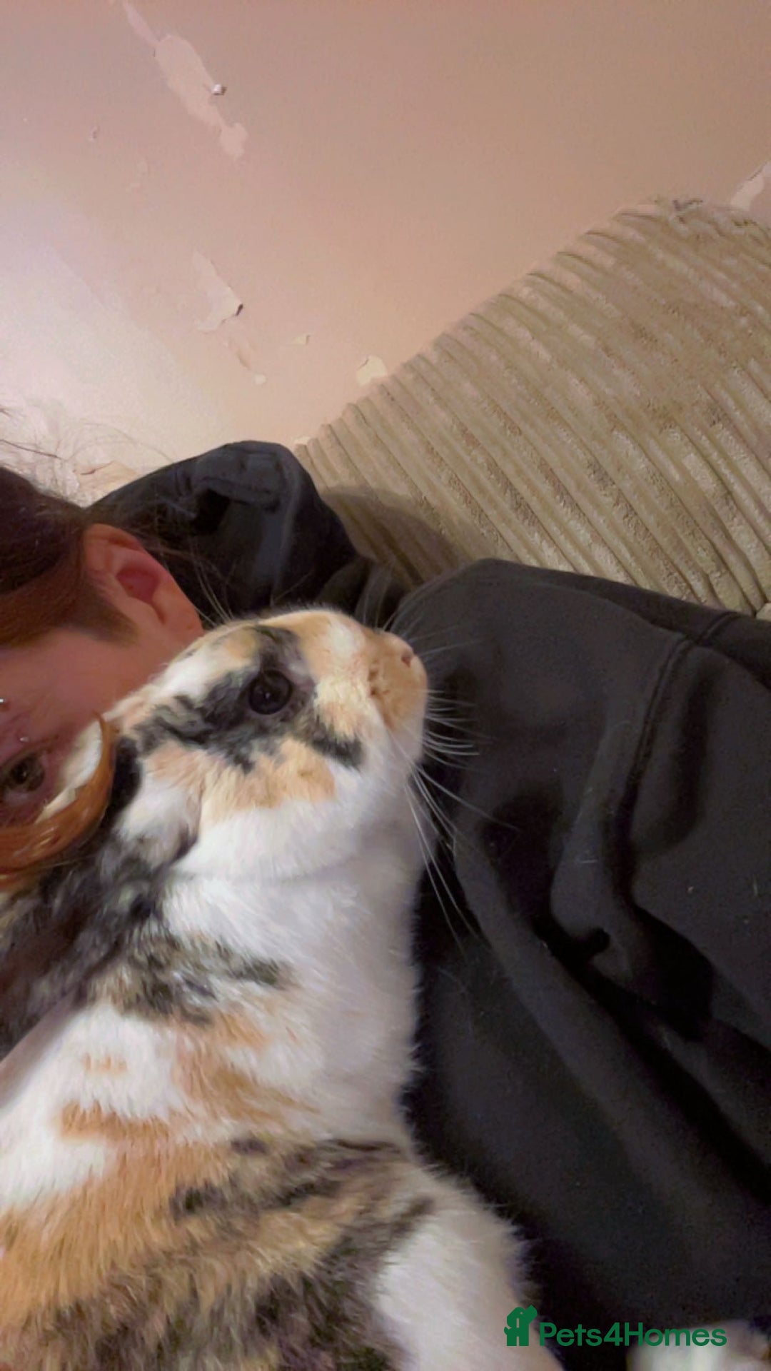 Mixed Breed rabbits for sale: Pair of rabbits for rehoming asap - Advert 2